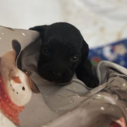 Boy 5 - male Goldendoodle puppy in Waynesboro, Virginia from Forest Creek Kennel