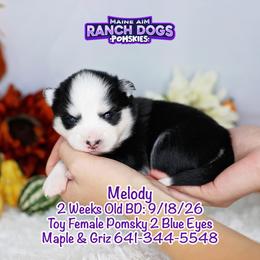 Melody - Black and white female Pomsky puppy in Humeston, Iowa from M.A.R. Dogs