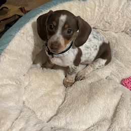 Dachshund Puppies from SouthernMama Doxies