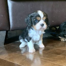 Girl 3 - Tri-color Cavalier King Charles Spaniel puppy in St. Cloud, Minnesota from Embricks Cavaliers