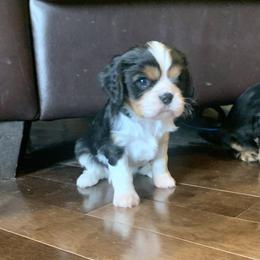 Girl 3 - Tri-color Cavalier King Charles Spaniel puppy in St. Cloud, Minnesota from Embricks Cavaliers