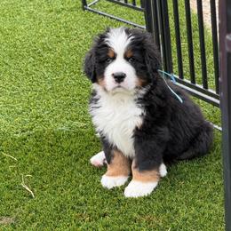 Citizen - Black rust and white male Bernese Mountain Dog puppy in Draper, Utah from Breaking Trail Berners