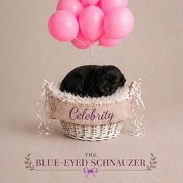 Celebrity - Black female Miniature Schnauzer puppy in Winter Haven, Florida from The Blue Eyed Schnauzer