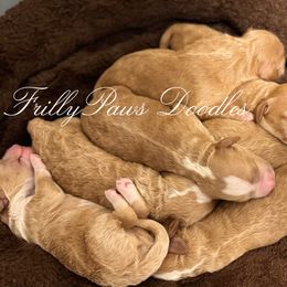 Goldendoodle Puppies from FrillyPaws Doodles