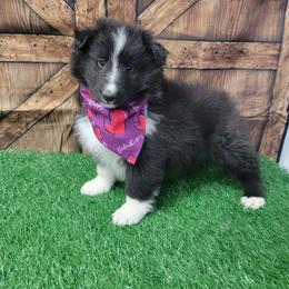 Annie - Black and white female Shetland Sheepdog puppy in Conway, Missouri from Brooks's little darlings