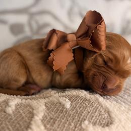 Frankincense - Dark golden male Golden Retriever puppy in Moses Lake, Washington from Dune Lakes Goldens