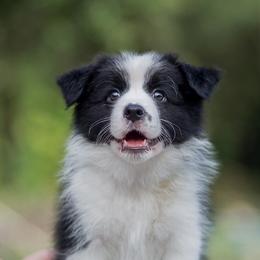 Border Collie Puppies from Top Notch Border Collies