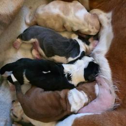 Blu Tri peanut - Blue tan and white male Basset Hound puppy in Russellville, Kentucky from Morse's Basset Hounds