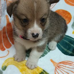 Pembroke Welsh Corgi Puppies from Episode Corgis