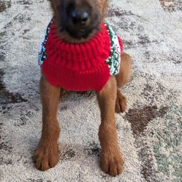 Luiseach - Red female Irish Terrier puppy in Broadway, North Carolina from Detmore Kennels