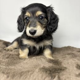Dachshund Puppies from The Dach House