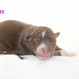 Chai - Red tri-color female Australian Shepherd puppy in Coldwater, Michigan from Northern Star Australian Shepherds
