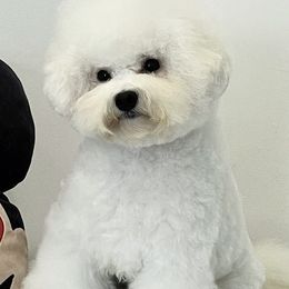 Bichon Frises from Charleston's Bichons