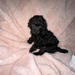 Poodle puppies from Lucky Dog Poodles