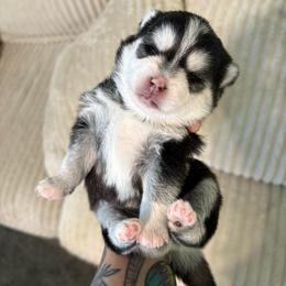 Aurora - Black and white female Pomsky puppy in Valparaiso, Indiana from Valparaiso Pomskys