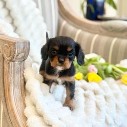 Archie - Black and tan male Cavalier King Charles Spaniel puppy in Draper, Utah from Cavachon Love Chocolate Cavaliers, Cavaliers, Cavachon’s, Cavapoos