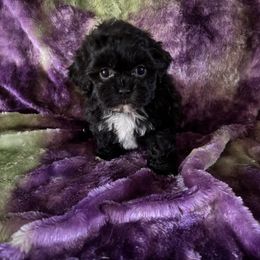 Beautiful - Black and white female Shihpoo puppy in Knoxville, Tennessee from Rocky Top Cavapoos