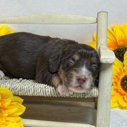 Chocolate Girl 2150 - Chocolate and tan female Dachshund puppy in Nashville, Arkansas from Whisenhunt Farms