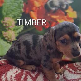 Timber - Dapple female Dachshund puppy in Columbia, South Carolina from A&R Dachshund