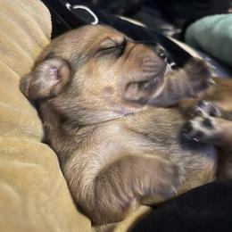 Dachshund Puppies from Shotzie Doxie Co.
