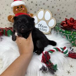 Twixie - Black and tan parti female Pomeranian puppy in Concord, California from Eelan’s Poms