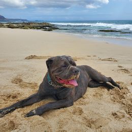 Mystique - Cane Corso