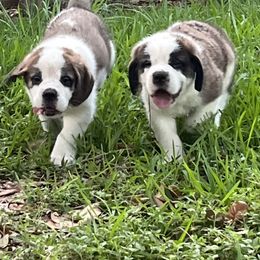 Saint Bernard Puppies from Misstree’s St. Bernards