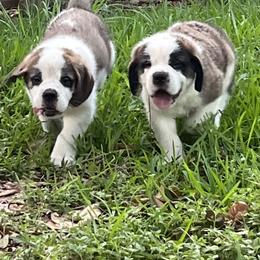Saint Bernard Puppies from Misstree’s St. Bernards