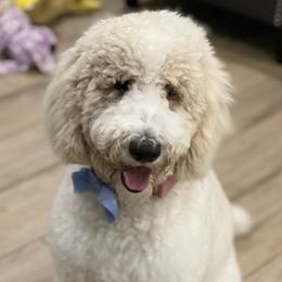 Xena - Poodle