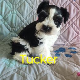 Tucker - Parti male Miniature Schnauzer puppy in Diana, Texas from Happy Pawz Schnauzers