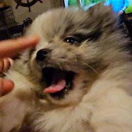 Pomeranian Puppies from Jenn's lovely Pomeranian's