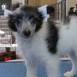 Chinese Crested Puppies from Acajun Cresteds