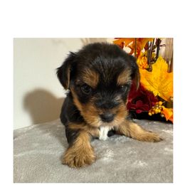 Yorkshire Terrier puppies from Gone to the Dogs Kennel