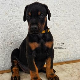 Girl 5 - Black and rust female Doberman Pinscher puppy in China Township, Michigan from Snell's Superior Kennel Dobermann & GSP