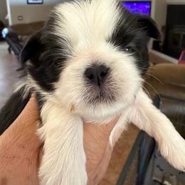 Tommy - Black and white male Shih Tzu puppy in Oak Hills, California from High Desert  Shih Tzu