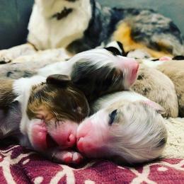 Australian Shepherd Puppies from Boise Aussie Paws
