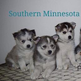 Pomsky Puppies from SMP Pomsky/Southern Minnesota Pomskies