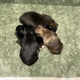Boy 4 - Chocolate merle male Pomeranian puppy in Clinton, Tennessee from Liza’s Aussies & Poms