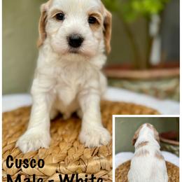 Cusco - Chalk male Australian Labradoodle puppy in Morgan Hill, California from Loving Labradoodle