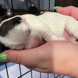 Leviathan - White male Lowchen puppy in Grand Rapids, Michigan from Lionkru Lowchen and Standard Poodles