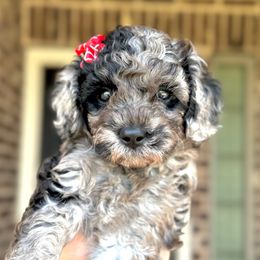 Caicos - Merle female Goldendoodle puppy in Mc Kinney, Texas from Flair Doodles