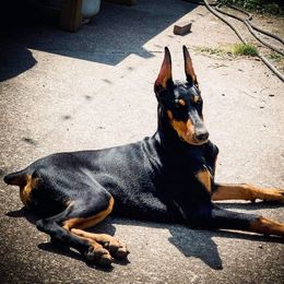 Doberman Pinscher Puppies from Melrae Dobermans