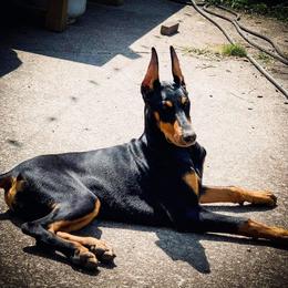 Doberman Pinscher Puppies from Melrae Dobermans