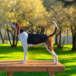 Token - Treeing Walker Coonhound