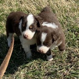 Australian Shepherds from Midwest Aussies