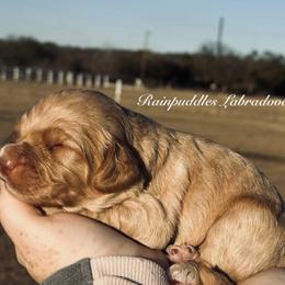 Boy 2 - Caramel cream male Australian Labradoodle puppy in Waco, Texas from RainPuddle's Labradoodles