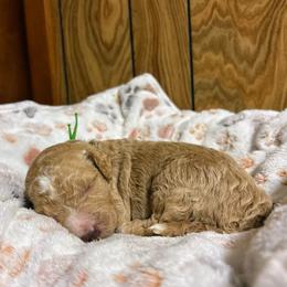 Houston - Apricot male Goldendoodle puppy in Pittsburg, Texas from Grace Springs Goldendoodles