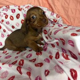 Donna - Brindle female Dachshund puppy in Lake City, Florida from My Ditzy Doxies of Florida