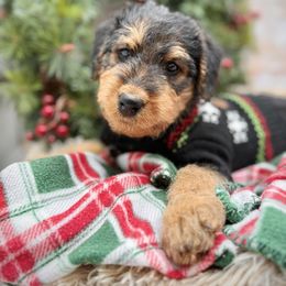Pink Collared Female - Black and tan female Airedale Terrier puppy in Marshallville, Ohio from Anne's Pups