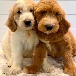 Orange Collar Boy - Parti male Goldendoodle puppy in San Augustine, Texas from Vintage Doodles